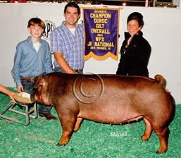 Duroc Gilts